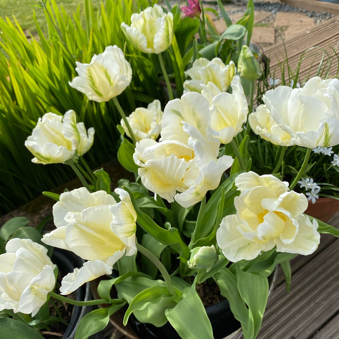 Tulip Madonna (Parrot) in the GardenTags plant encyclopedia