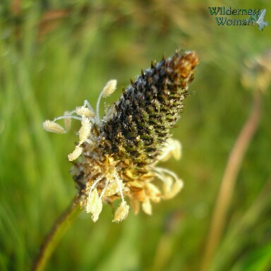 Ribwort Plantain in the GardenTags plant encyclopedia