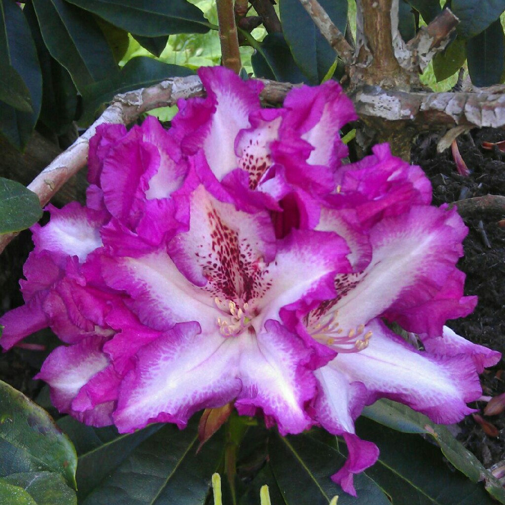 Rhododendron Midnight Mystique in the GardenTags plant encyclopedia