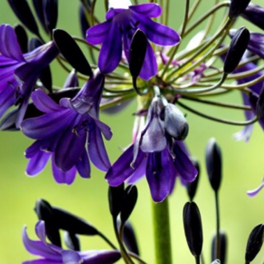 African Lily Black Buddhist in the GardenTags plant encyclopedia