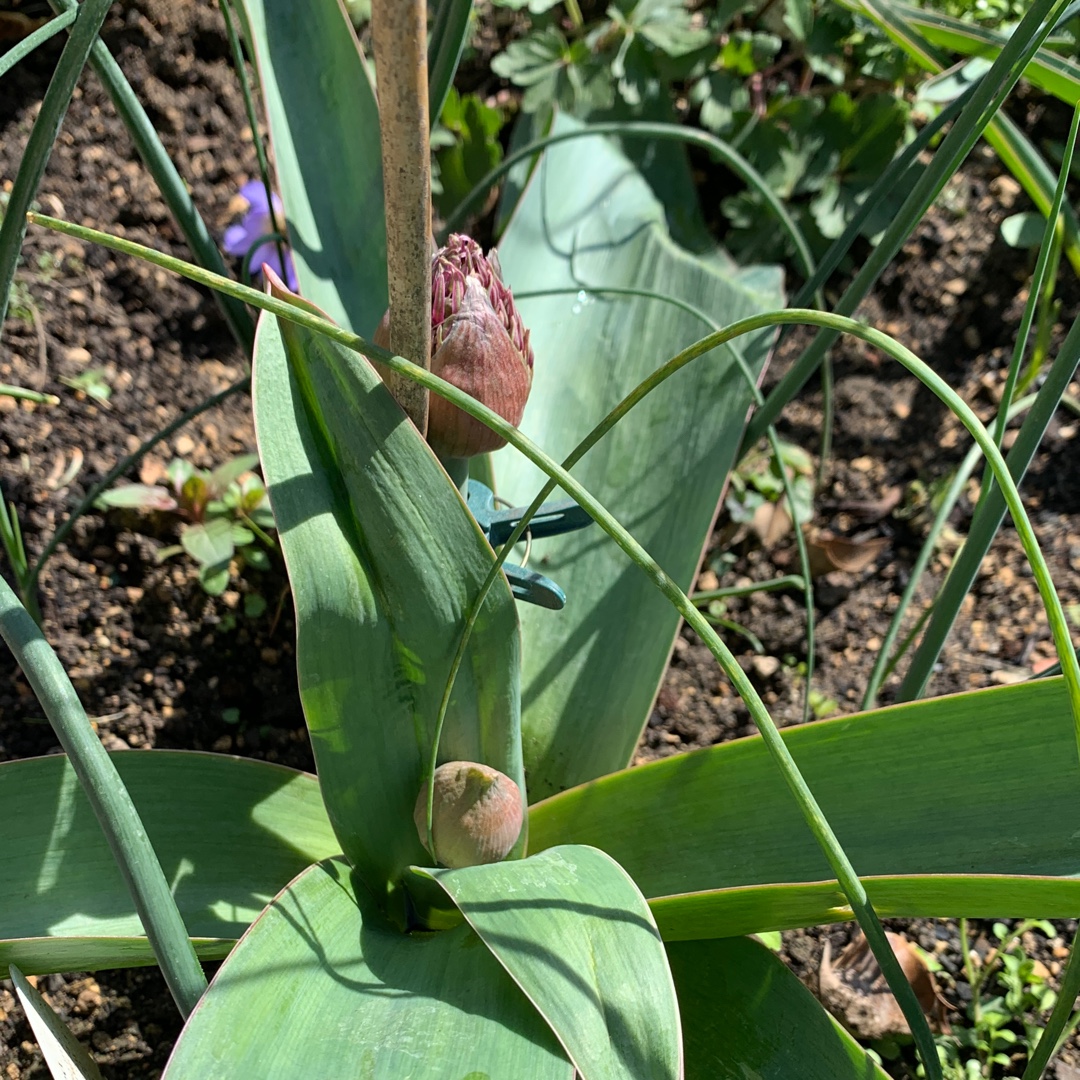 Allium Ostara in the GardenTags plant encyclopedia