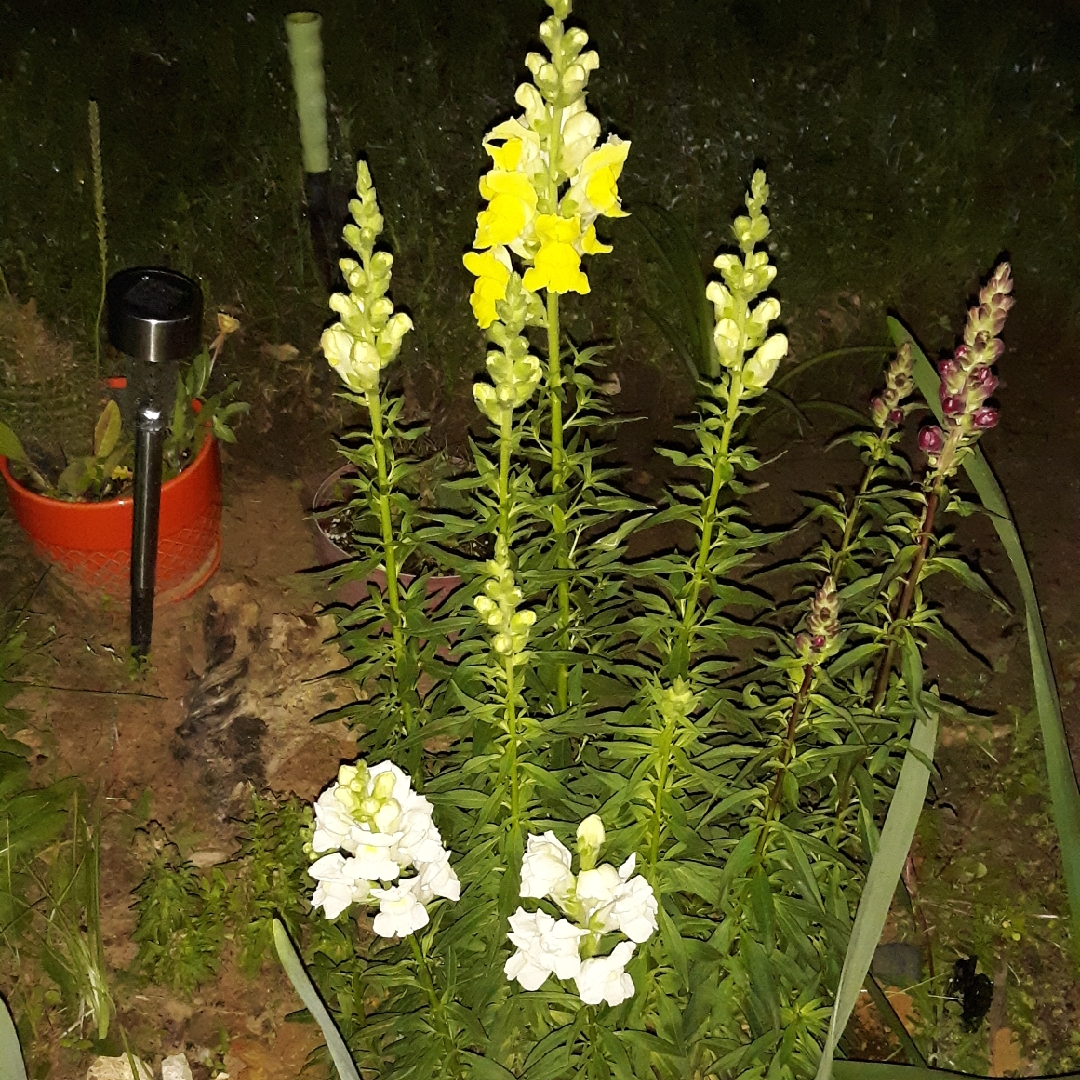 Snapdragon Sonnet Mix in the GardenTags plant encyclopedia