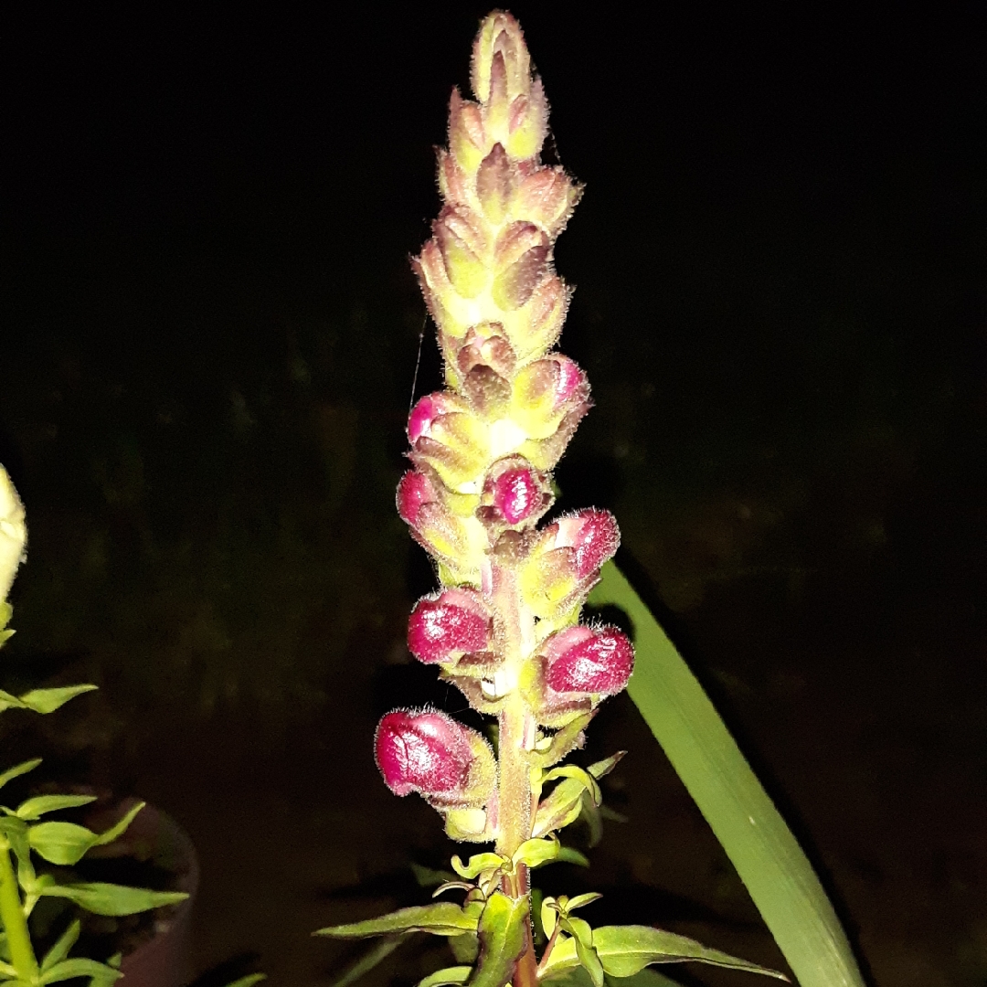 Snapdragon Sonnet Burgundy in the GardenTags plant encyclopedia