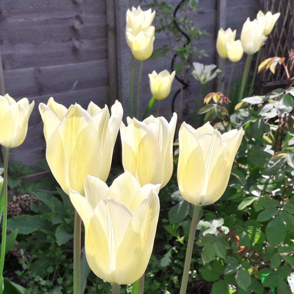 Tulip First Proud (Single Late) in the GardenTags plant encyclopedia