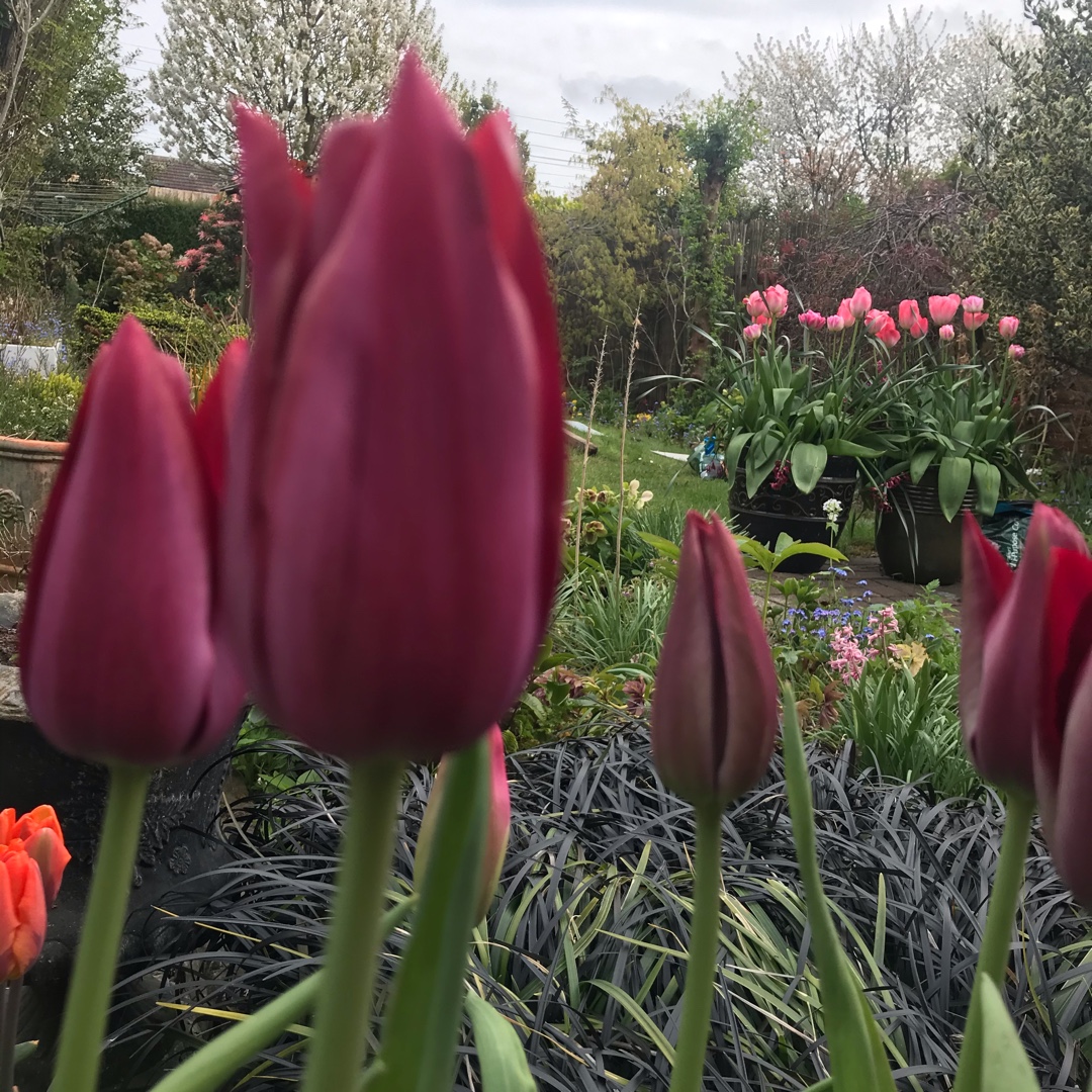 Tulip Merlot (Lily-flowered) in the GardenTags plant encyclopedia