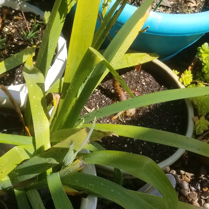 Louisiana Iris Colorific in the GardenTags plant encyclopedia