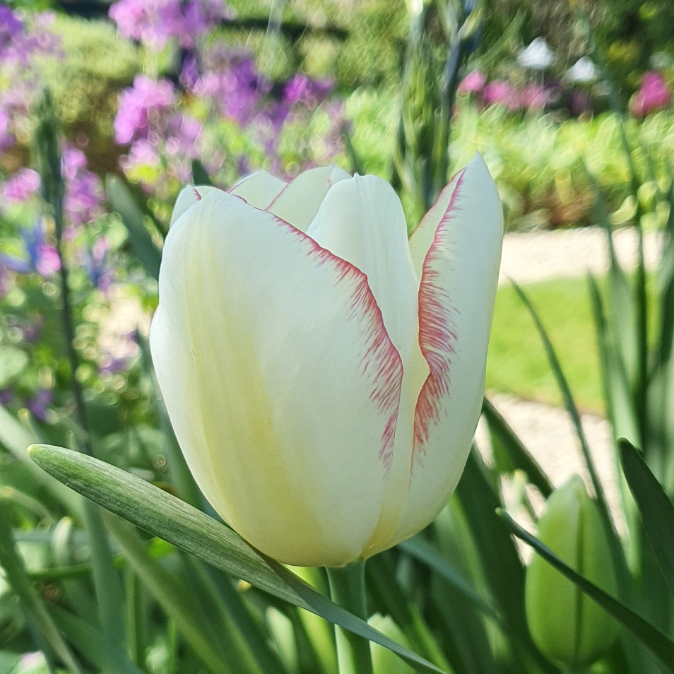 Tulip Blushing Girl (Single Late) in the GardenTags plant encyclopedia