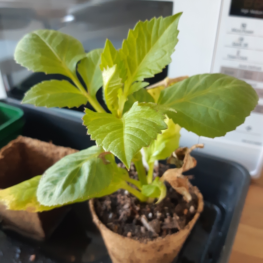 Dahlia Rose Jupiter (Semi-cactus) in the GardenTags plant encyclopedia