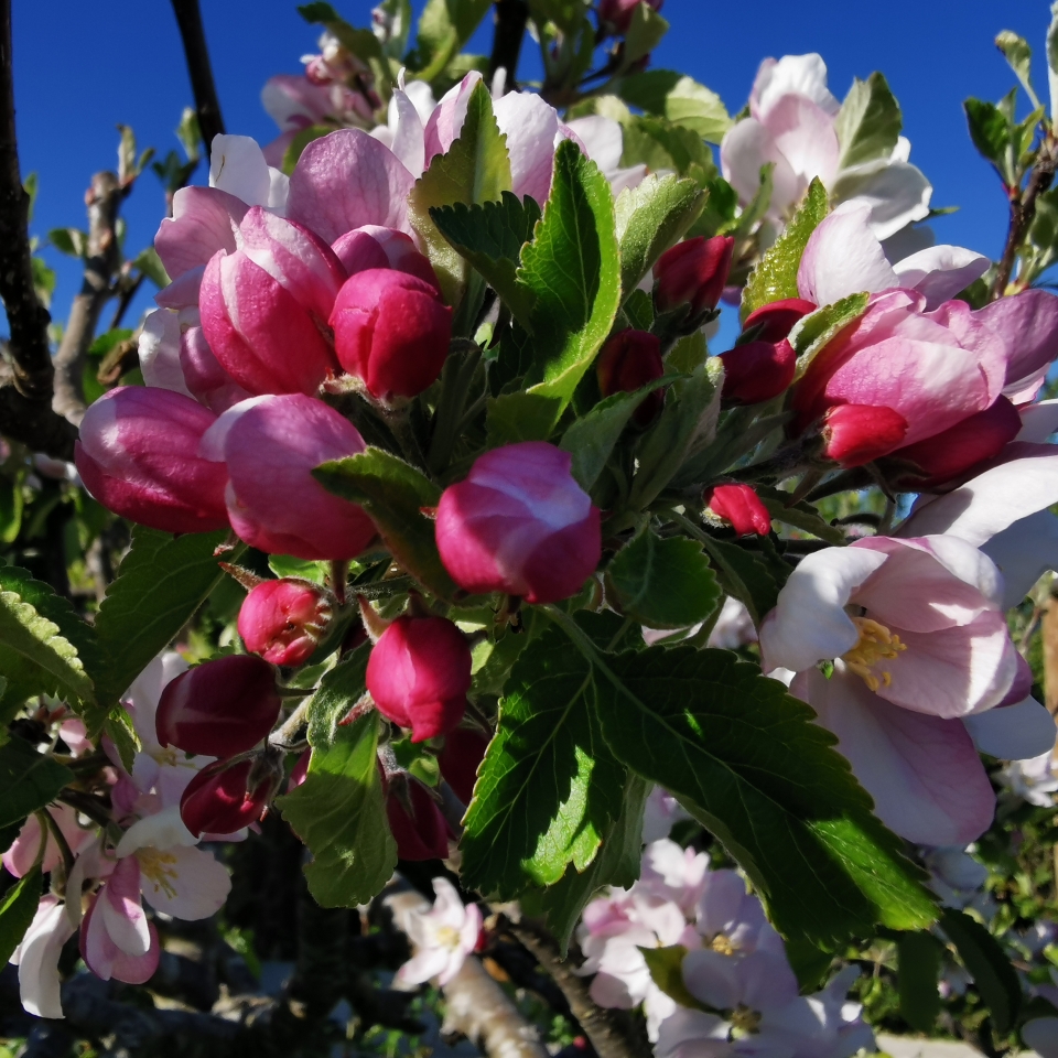 Apple Sunset in the GardenTags plant encyclopedia