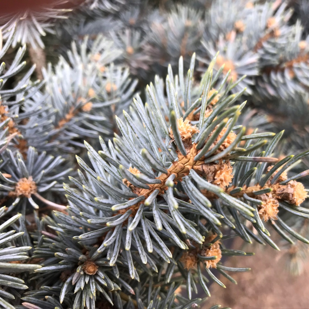 Blue Spruce Globosa in the GardenTags plant encyclopedia