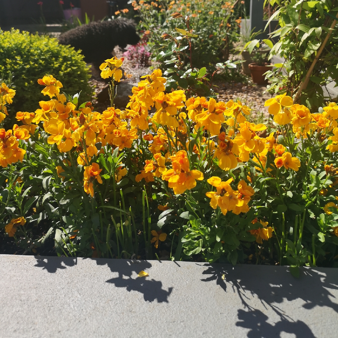 Wallflower Sugar Rush Orange in the GardenTags plant encyclopedia