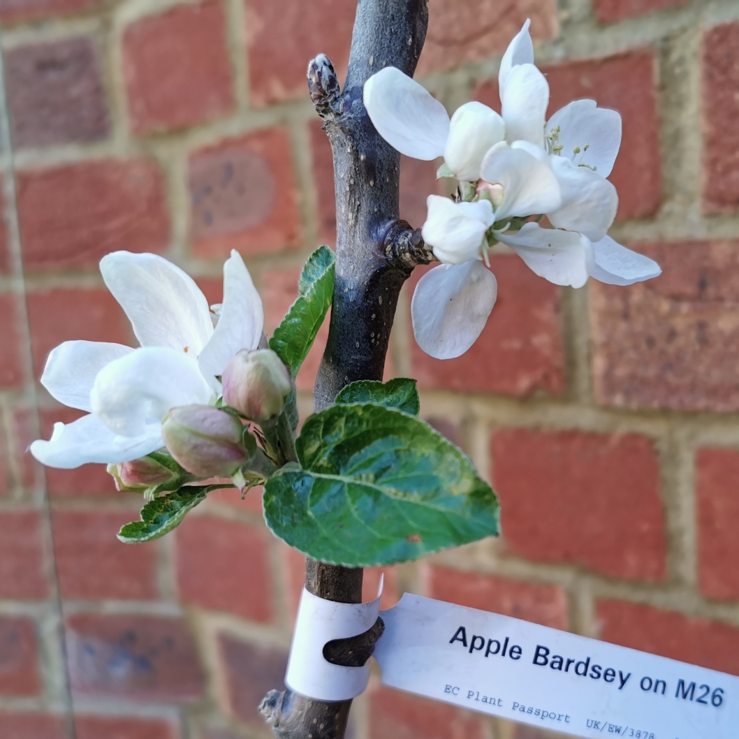 Apple Bardsey in the GardenTags plant encyclopedia