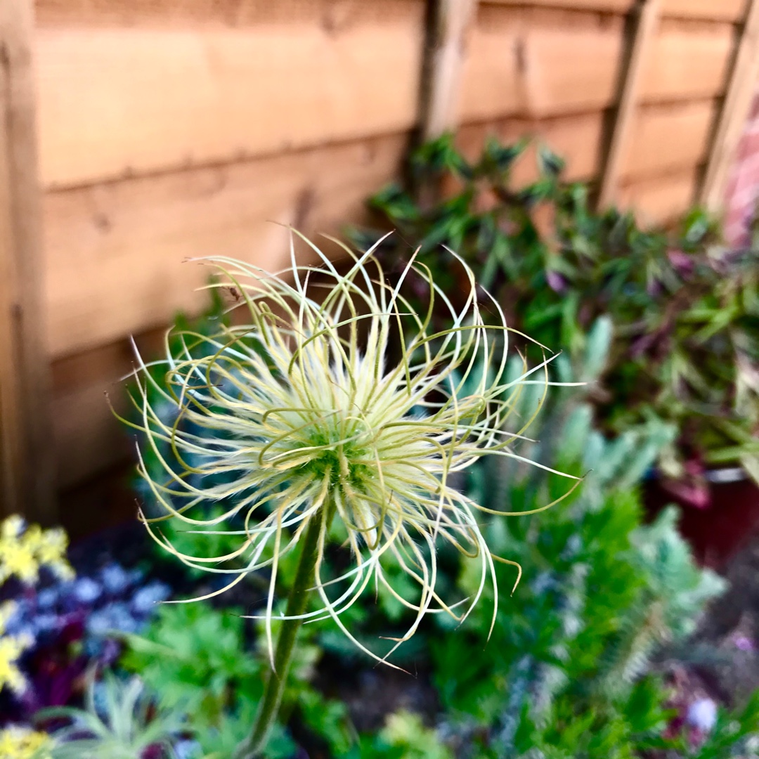 Alpine Pasqueflower in the GardenTags plant encyclopedia