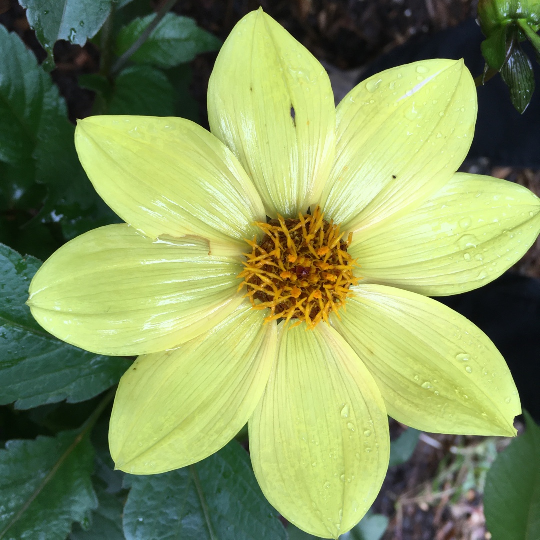 Dahlia Clarion (Single) in the GardenTags plant encyclopedia