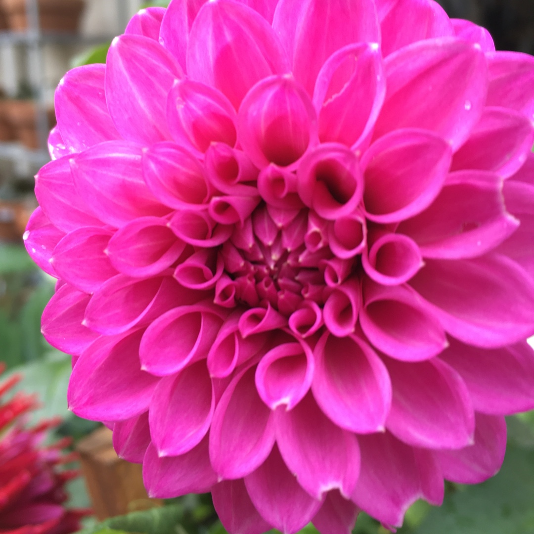 Dahlia Winkie Chevron (Decorative) in the GardenTags plant encyclopedia