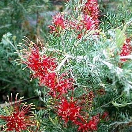 Grevillea Canberra Gem in the GardenTags plant encyclopedia