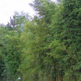 Gracilis Bamboo in the GardenTags plant encyclopedia