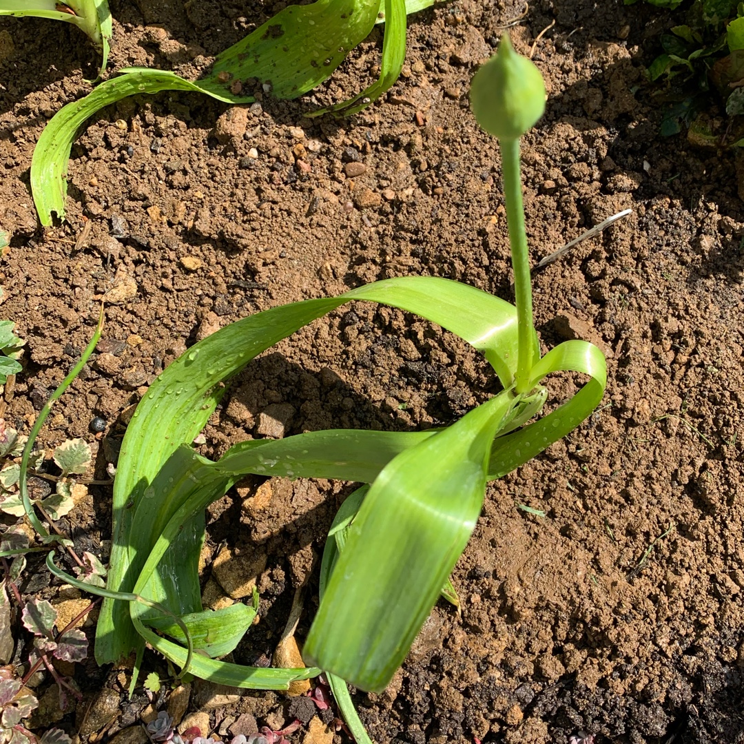 Allium Spider in the GardenTags plant encyclopedia