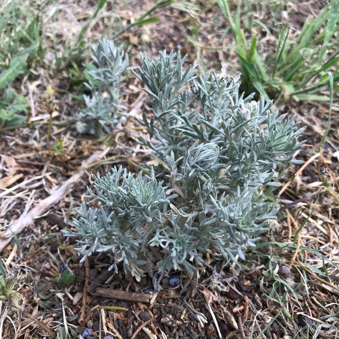 Beach Wormwood in the GardenTags plant encyclopedia