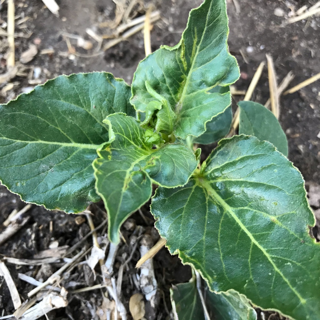 Heartleaf Four OClock in the GardenTags plant encyclopedia