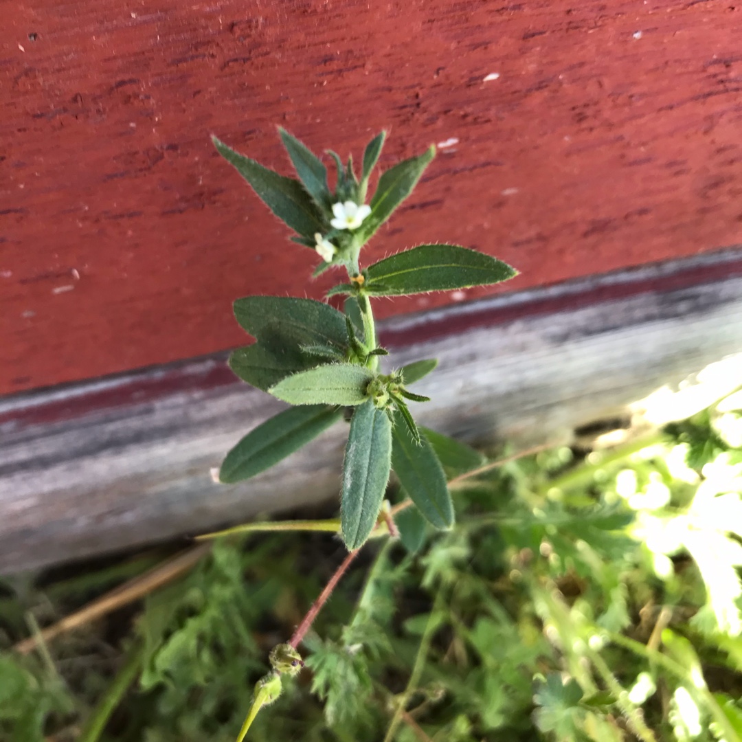 Corn Gromwell in the GardenTags plant encyclopedia