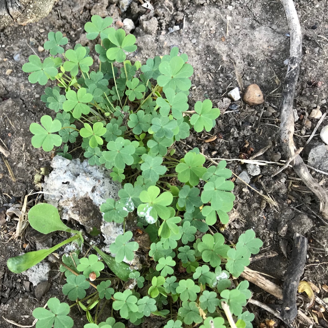 Slender Yellow Woodsorrel in the GardenTags plant encyclopedia