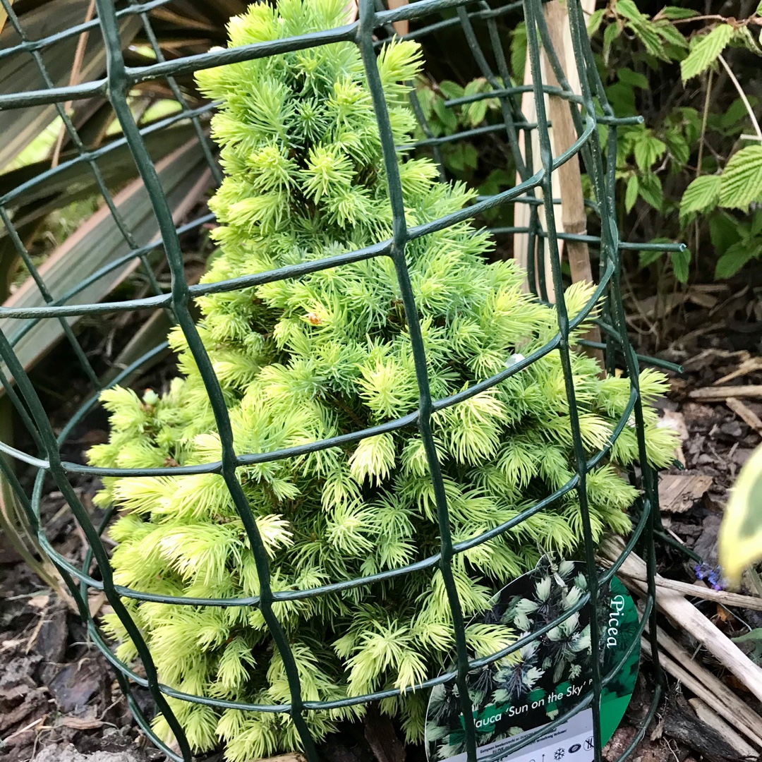 White Spruce Sun On The Sky in the GardenTags plant encyclopedia