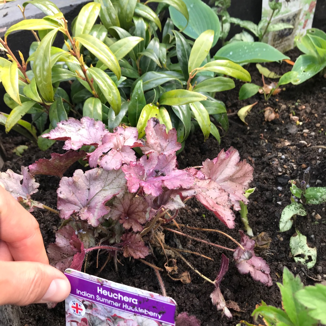 Alumroot Huckleberry in the GardenTags plant encyclopedia