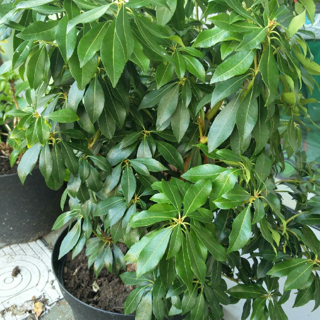 Pieris White Cascade in the GardenTags plant encyclopedia