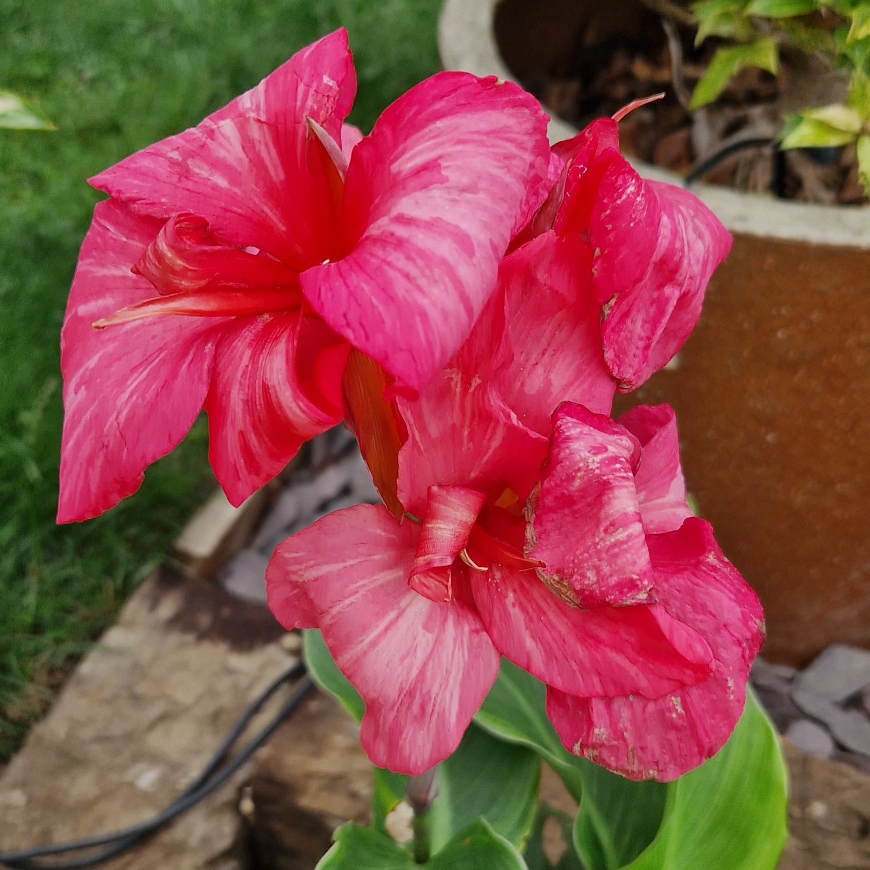 Canna Pink Princess in the GardenTags plant encyclopedia