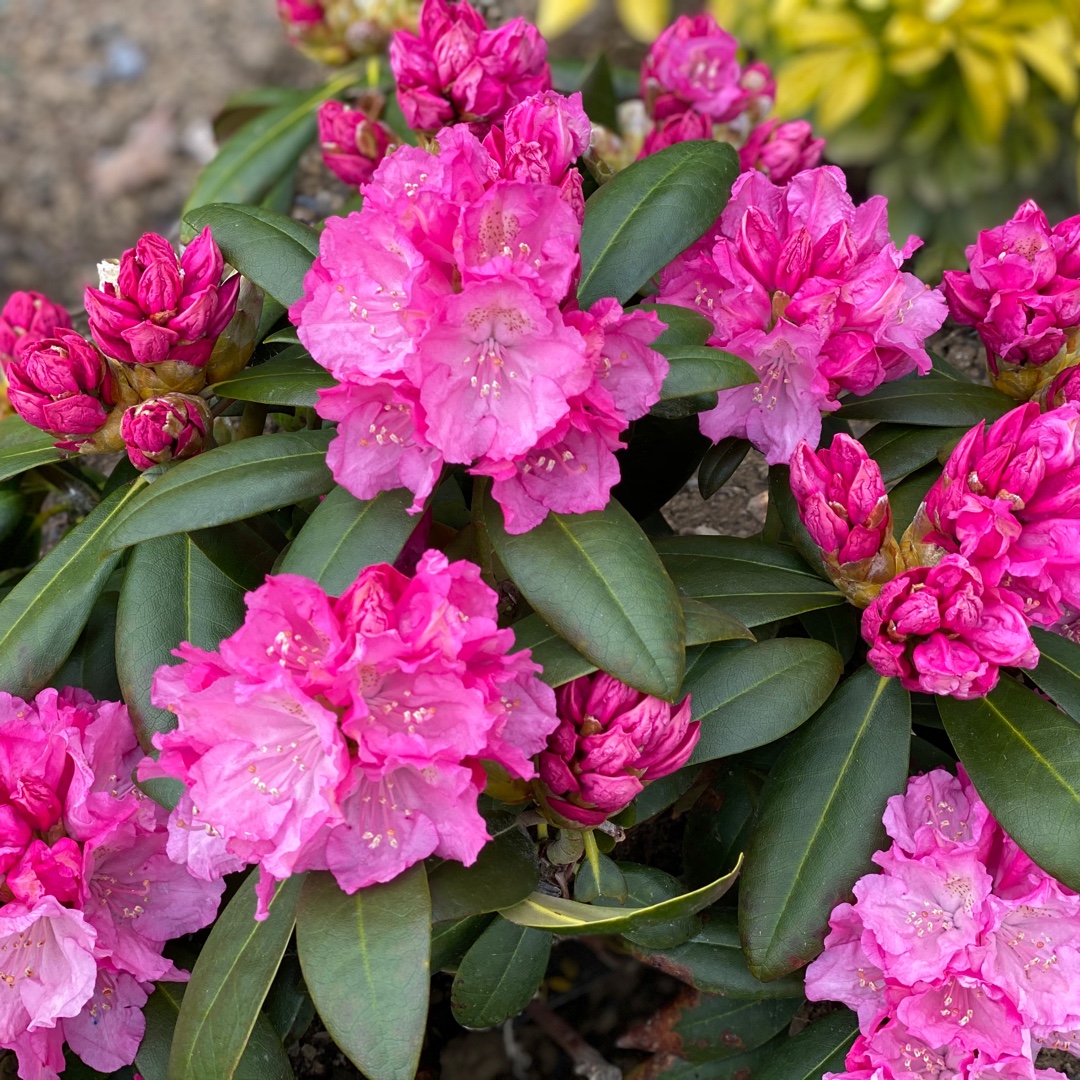 Rhododendron Anuschka in the GardenTags plant encyclopedia