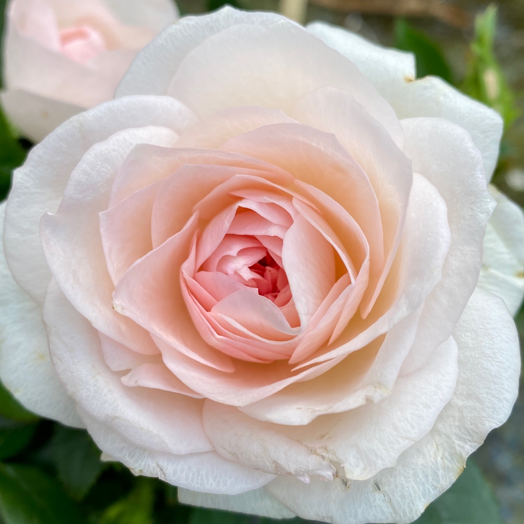 Rose Light Pink RosAroma (Miniature) in the GardenTags plant encyclopedia