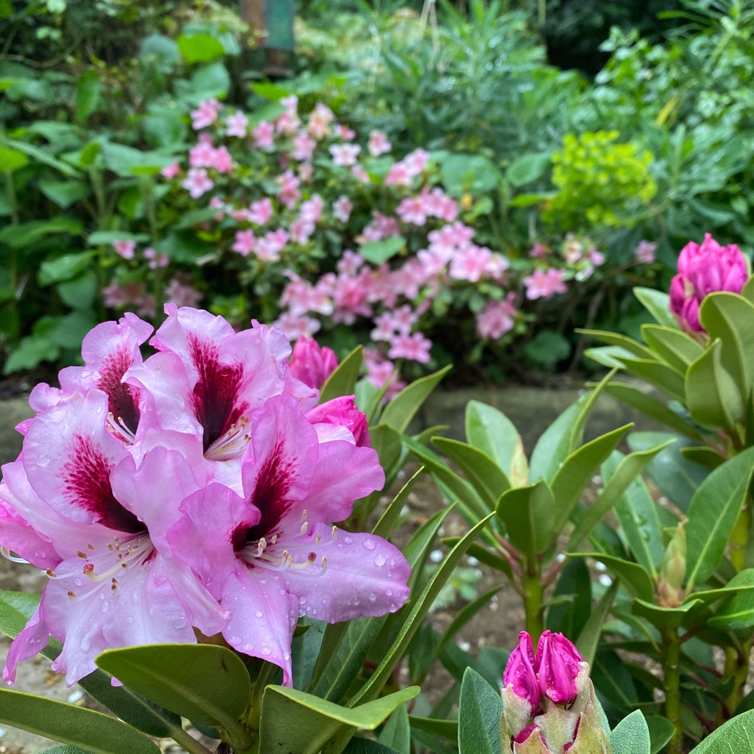 Rhododendron Kokardia in the GardenTags plant encyclopedia