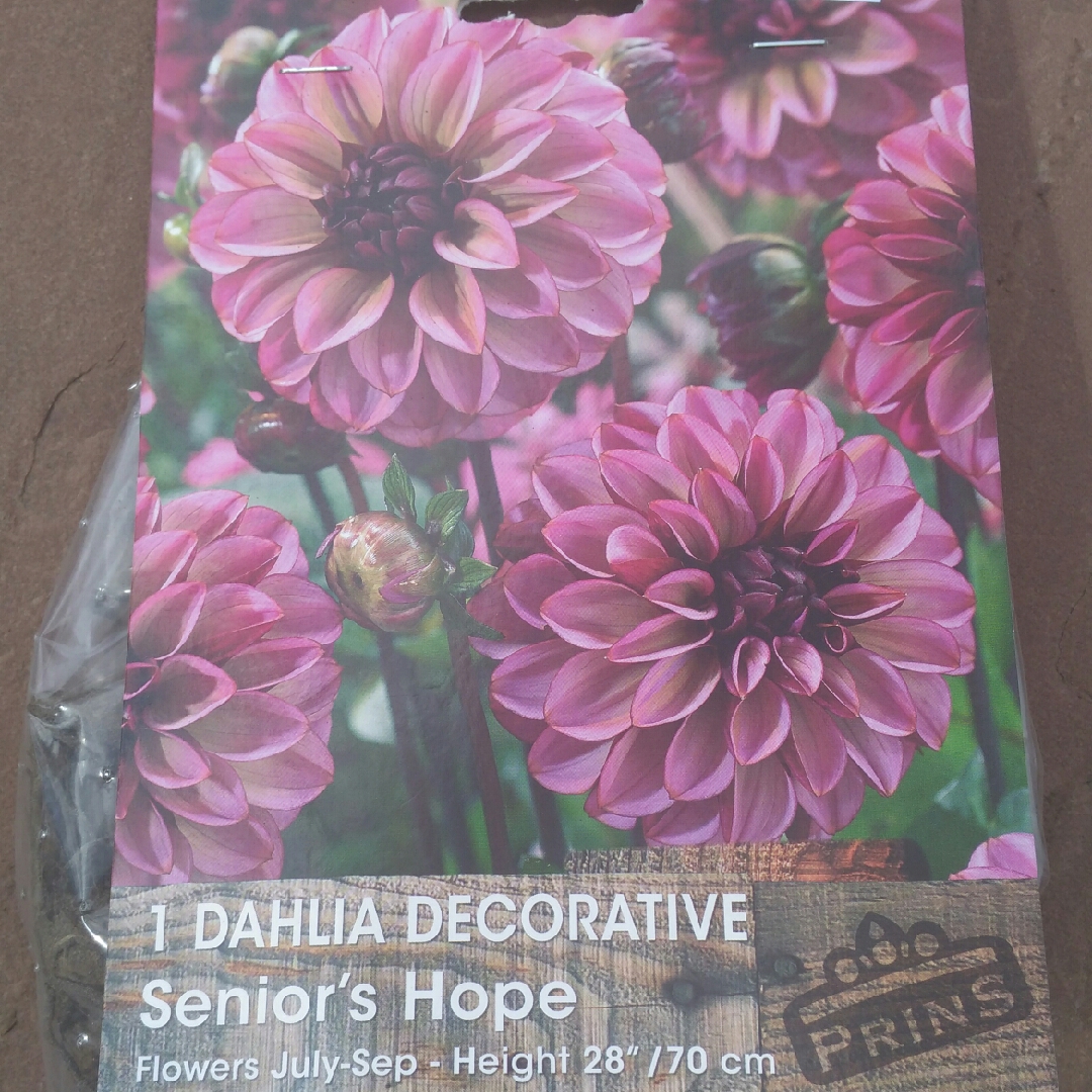 Dahlia Seniors Hope (Misc) in the GardenTags plant encyclopedia