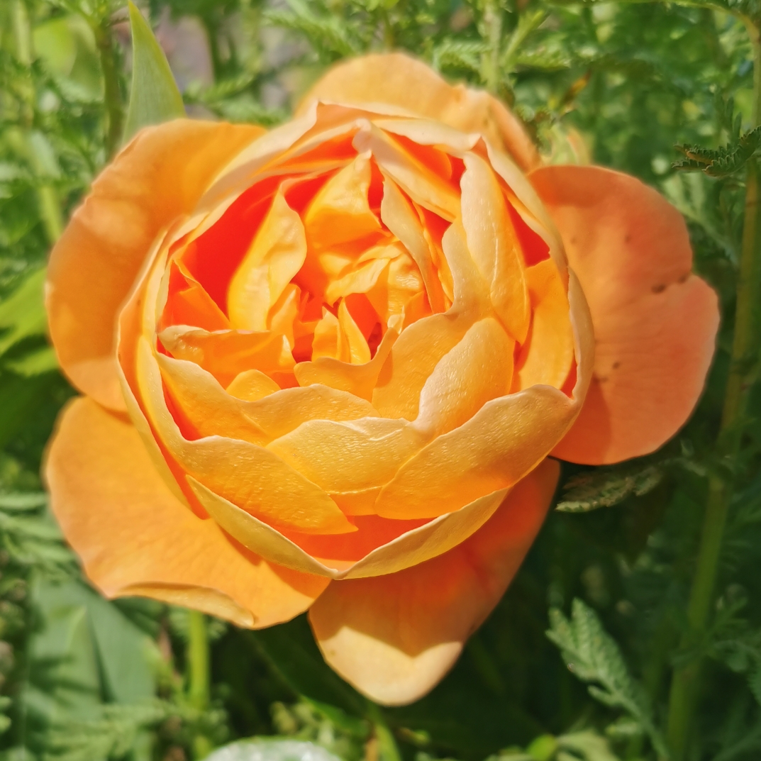 Rose Pat Austin (Shrub) in the GardenTags plant encyclopedia