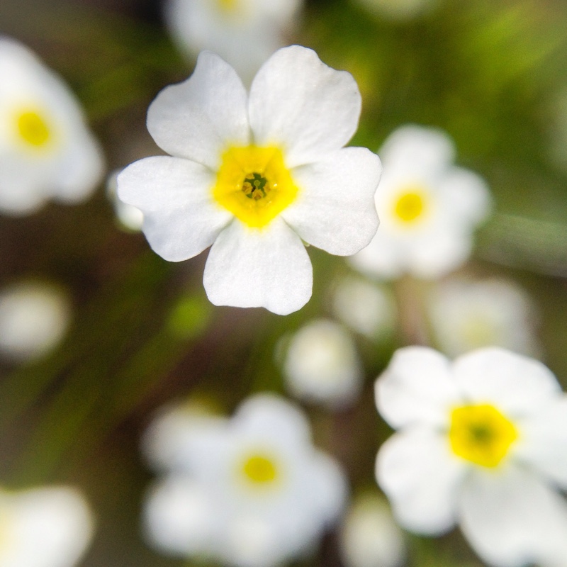 Pygmyflower Rock-Jasmine Stardust in the GardenTags plant encyclopedia