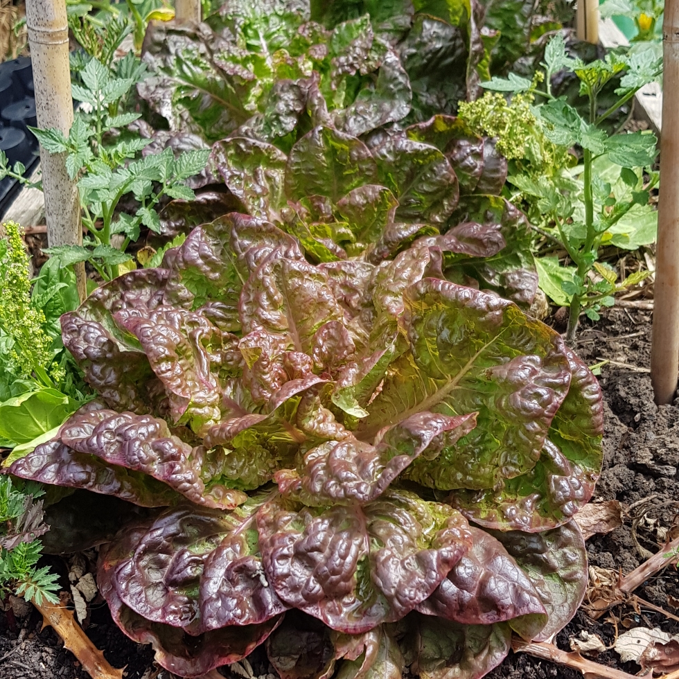 Lettuce Merveille des Quatre Saisons (Butterhead/Round) in the GardenTags plant encyclopedia