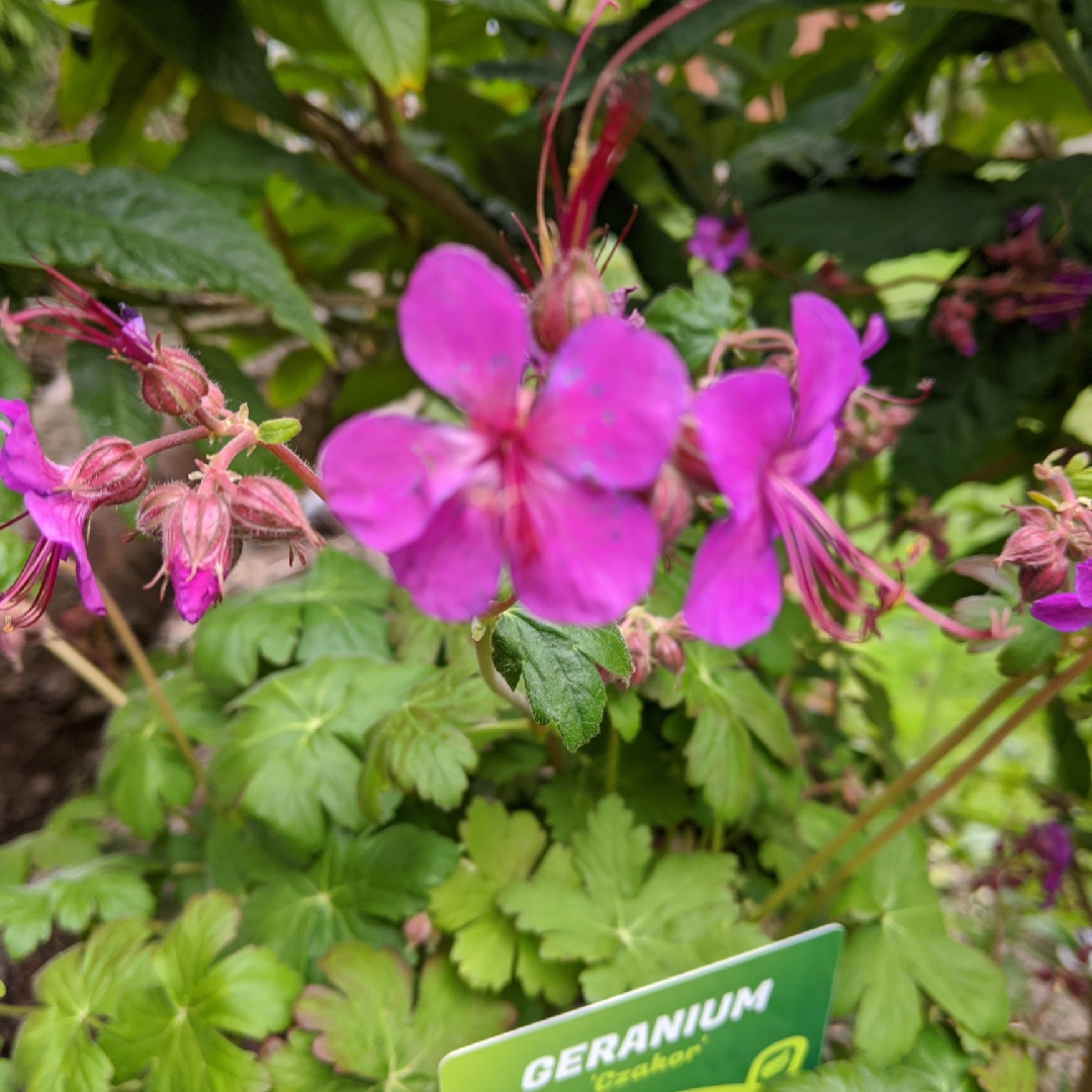 Bigroot Cranesbill Czakor in the GardenTags plant encyclopedia