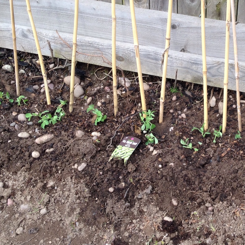 Sugar Snap Pea Delikett in the GardenTags plant encyclopedia