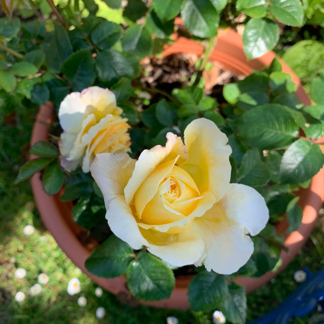 Rose Wonderful Husband (Floribunda) in the GardenTags plant encyclopedia