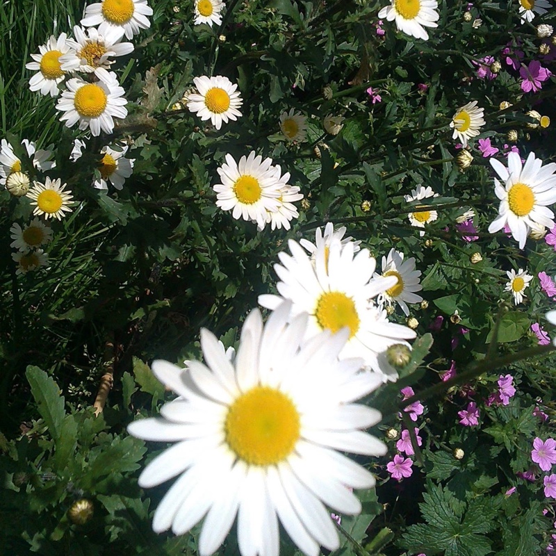 Shasta Daisy Silver Princess in the GardenTags plant encyclopedia