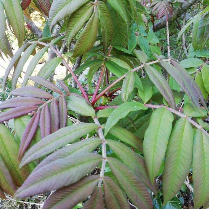 Sargents Rowan in the GardenTags plant encyclopedia