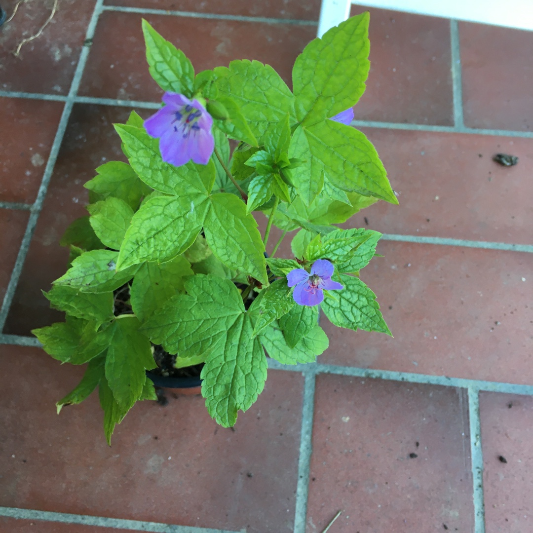 Knotted Cranesbill in the GardenTags plant encyclopedia