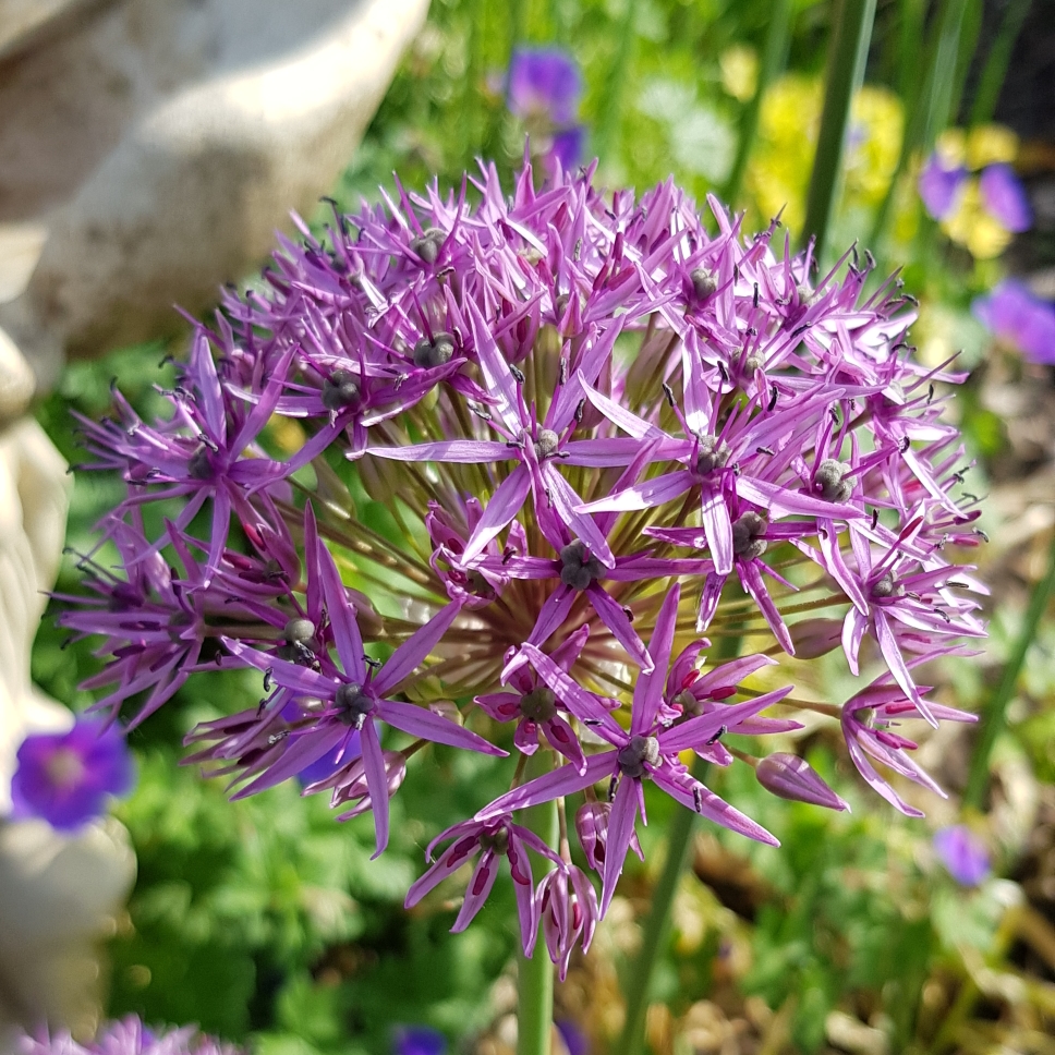 Allium (Species) Ornamental Onion in the GardenTags plant encyclopedia