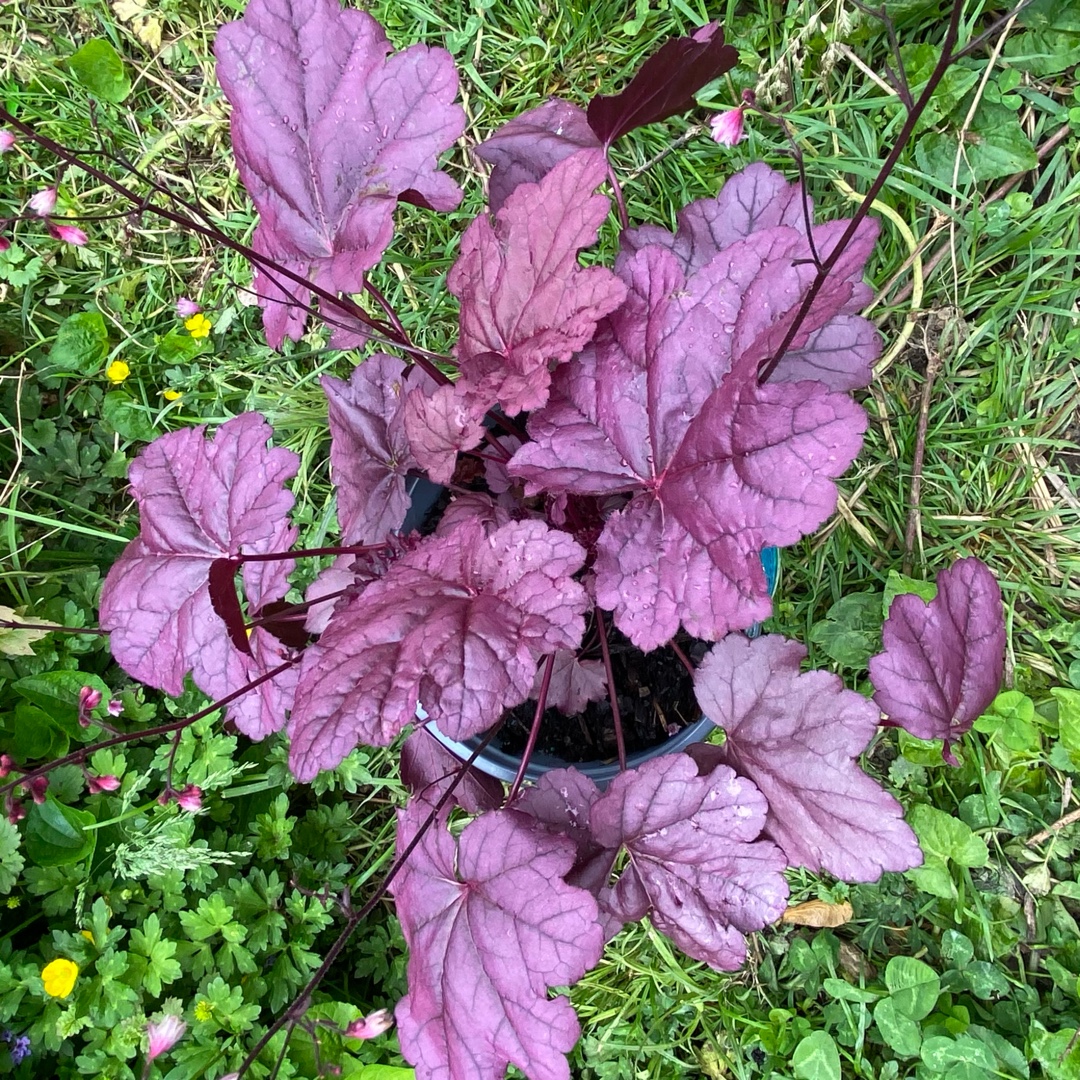 Alumroot Pink Panther in the GardenTags plant encyclopedia