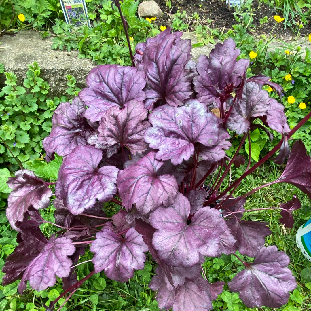 Alumroot Wildberry in the GardenTags plant encyclopedia