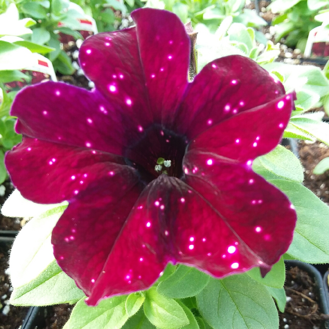 Petunia Starry Sky Burgundy in the GardenTags plant encyclopedia