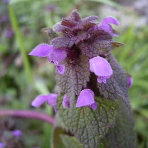 Red Deadnettle in the GardenTags plant encyclopedia