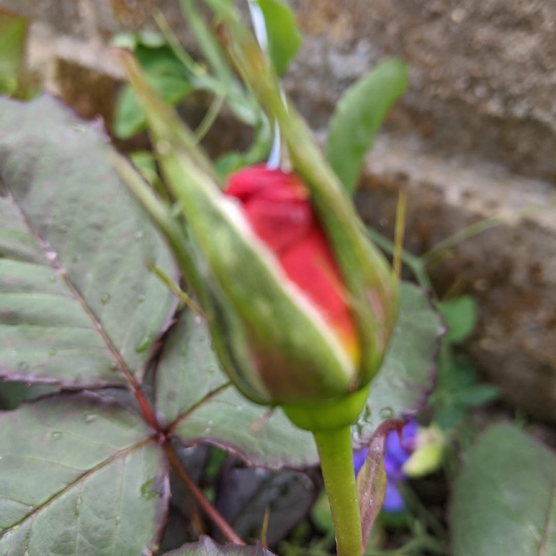 Rose Freddie Mercury (Hybrid Tea) in the GardenTags plant encyclopedia