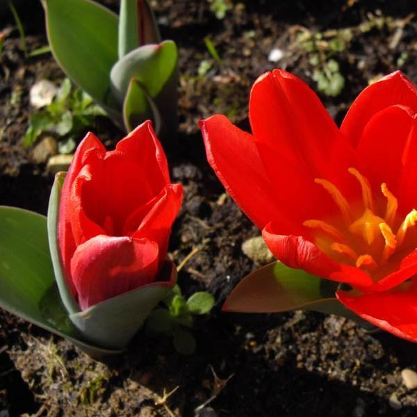 Tulip Scarlet Baby (Kaufmanniana) in the GardenTags plant encyclopedia